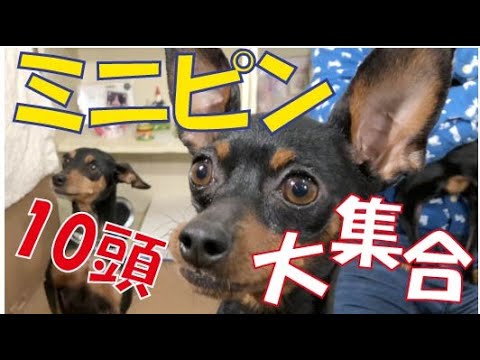 【珍色も!!】小さいけれどもパワフル！ミニチュア・ピンシャー大集合！